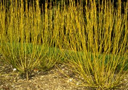 yellowdogwood1